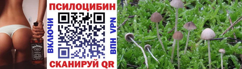 блэк спрут как войти где найти Подольск Псилоцибиновые грибы Magic Shrooms